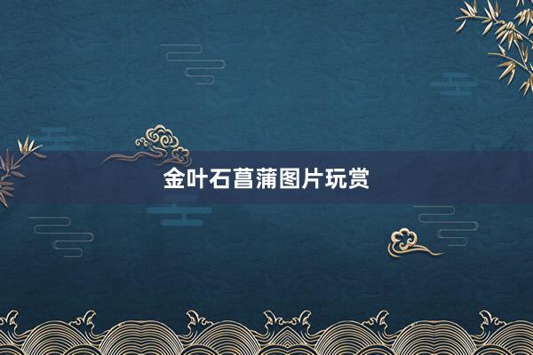 金叶石菖蒲图片玩赏
